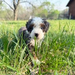 Ria - Merle female Bernedoodle puppy in Wamego, Kansas from Doodles of Oz