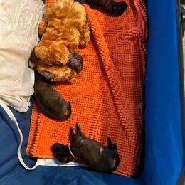 Belgian Tervuren Puppies from Meadowpark Belgian Tervuren, LLC