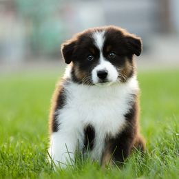 Australian Shepherd Puppies from Stone Ridge Australian Shepherds