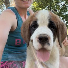 The Duke of Burgundy - Orange and white male Saint Bernard puppy in Warrensburg, Missouri from Hirt House Saints