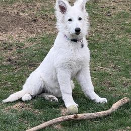 Berger Blanc Suisse Puppies from Moonlight Berger Blanc Suisses