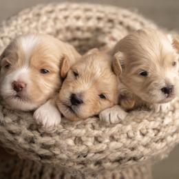 Goldendoodle puppies from Bishop Golden Doodles