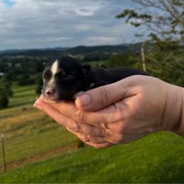Bean - Black tri male Miniature Australian Shepherd puppy in Mount Carmel, Tennessee from Hill Top Mini Aussies