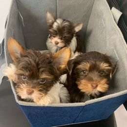Shih Tzus and Yorkshire Terriers from Crystal's Shih Tzus and Yorkies