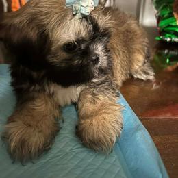 Sweetheart - Brindle and white female Shih Tzu puppy in Azusa, California from RJ Shih Tzu lover