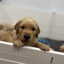 Golden Retriever Puppies from Upper Park Goldens