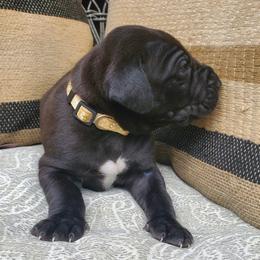 Boy 3 - Black Great Dane puppy in Hydes, Maryland from Chapman House of Danes