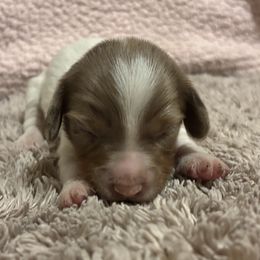 Dachshund Puppies from Whitesboro Dachshund