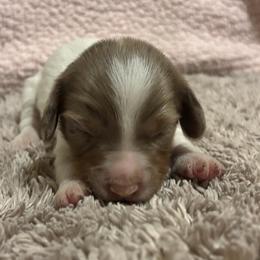 Dachshund Puppies from Whitesboro Dachshund