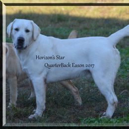 EASON - Labrador Retriever
