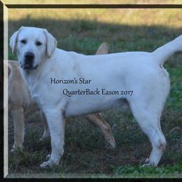 EASON - Labrador Retriever