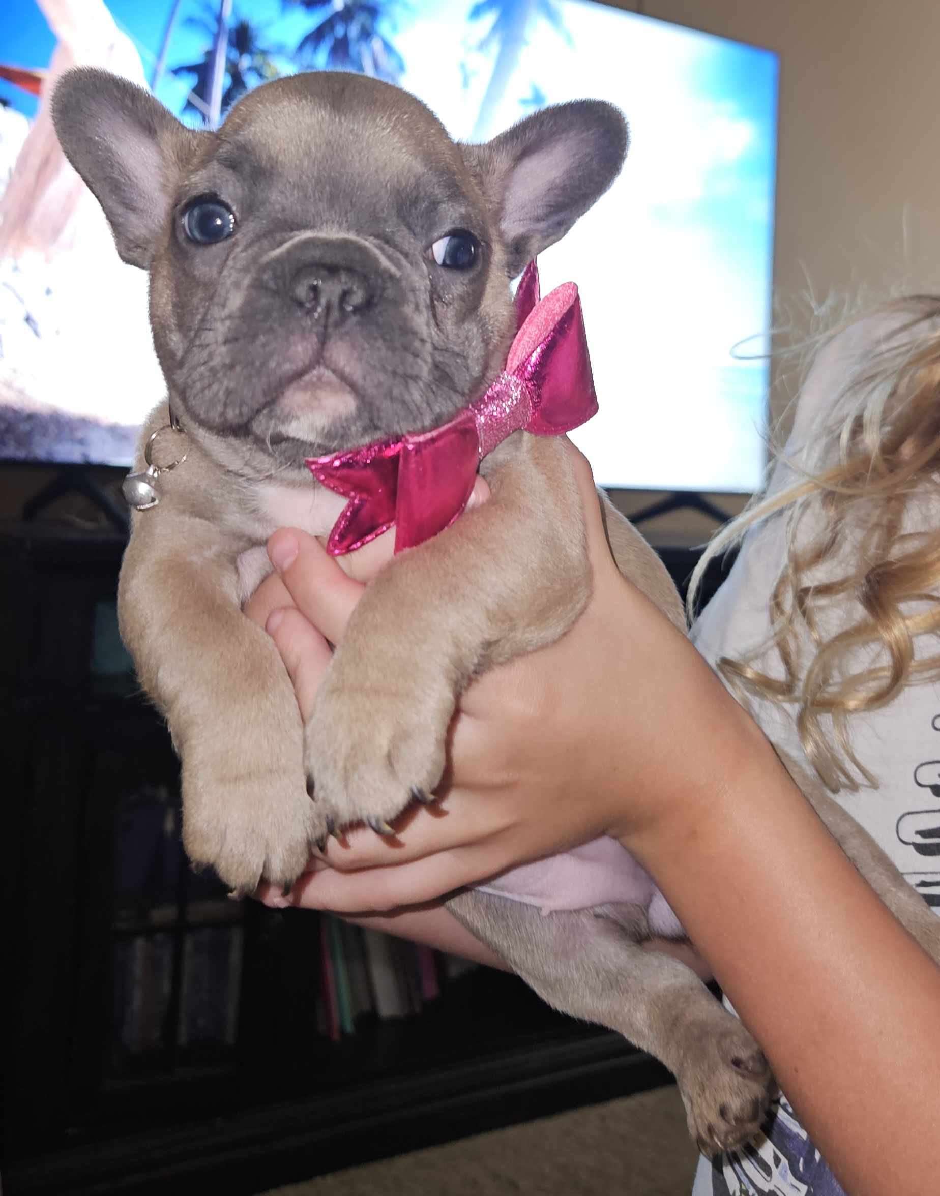 Fawn female 💕 - Fawn French Bulldog puppy in Monterey, Louisiana from McaysKennels