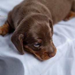 Chip - Chocolate and tan male Dachshund puppy in Iola, Texas from Whiskey River Dachshunds