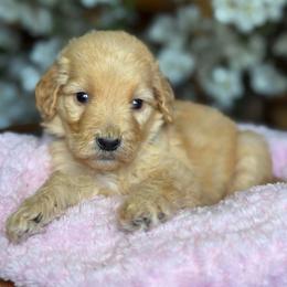Pearls - Apricot female Goldendoodle puppy in Yuciapa, California from AlltheDoodlez_
