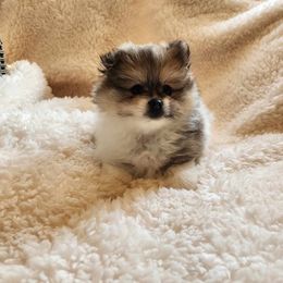 Pomeranian Puppies from Deborah's Darlings