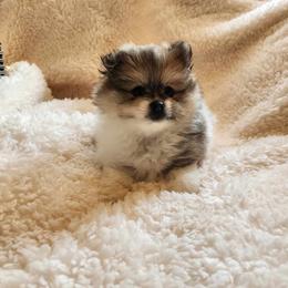 Pomeranian Puppies from Deborah's Darlings