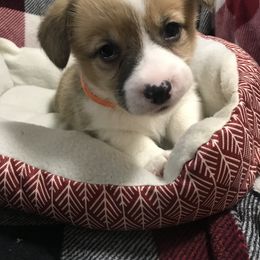 Pembroke Welsh Corgi Puppies from Hammon Pembroke Welsh Corgis