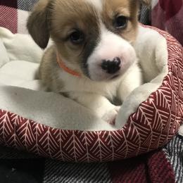 Pembroke Welsh Corgi Puppies from Hammon Pembroke Welsh Corgis
