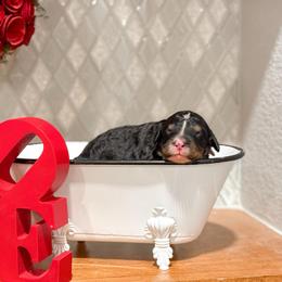 Nancy - Tri-color female Bernedoodle puppy in Kilgore, Texas from Furry Tail Doodles