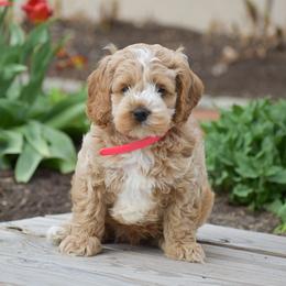 Luke - Buff and white male Cockapoo puppy in Gap, Pennsylvania from Country View Puppies ( License 18816)