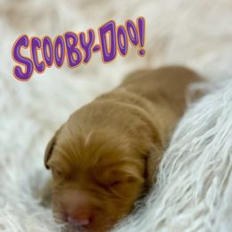 Scooby Doo - Dark golden male Golden Retriever puppy in Galena, Ohio from Hosmer's Golden Retrievers