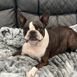 Happy feet - Boston Terrier
