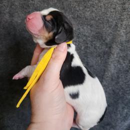 Yellow collar - Black white and brown female Basset Hound puppy in Alton, Illinois from Show Me Great Danes and Basset Hounds