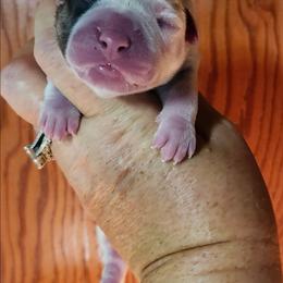 Female 4 - White and red female American Bulldog puppy in Xenia, Ohio from Bingham's Bulldogs LLC