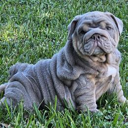 Bulldog puppies from Charliejbulldogs