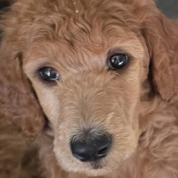 Caroline - Red  female Poodle puppy in Fairfield, California from Choice Red Standards