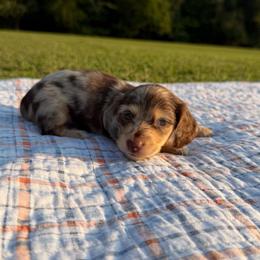 Zara - Dapple female Dachshund puppy in New Albany, Mississippi from Double A. Doxies