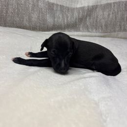 Bean - White and black female Italian Greyhound puppy in Haywood, Kentucky from Kentucky Greyhounds