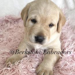 Penney - Yellow female Labrador Retriever puppy in Harrisburg, Pennsylvania from Berkstone Labradors