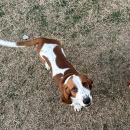Gus - Basset Hound