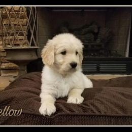 French Bulldog, Goldendoodle, and Golden Retriever Puppies from Crystal Coast Kennels, LLC
