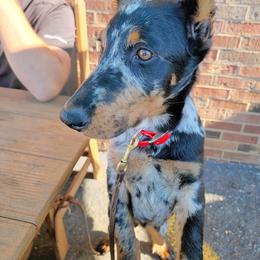 Beauceron and Doberman Pinscher Puppies from Elitehaus