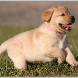 Labrador Retriever Puppies from Mythic Labradors, LLC