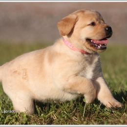 Labrador Retriever Puppies from Mythic Labradors, LLC