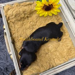 Yellow - Black and tan female Dachshund puppy in Leoma, Tennessee from Southbound Kennel
