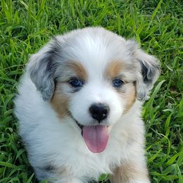 Australian Shepherd Puppies from Kelbrook Farm Australian Shepherds