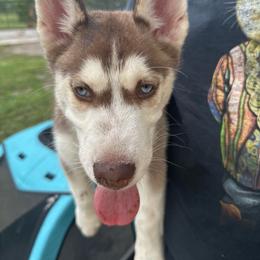 Alastor - Red and white male Siberian Husky puppy in Lakeland, Florida from Ice Blue Legacy Siberians Huskies