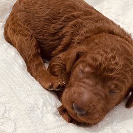Green Collar - Red  Poodle puppy in Nicholasville, Kentucky from Lexington Poodle Company