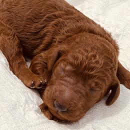 Green Collar - Red  Poodle puppy in Nicholasville, Kentucky from Lexington Poodle Company