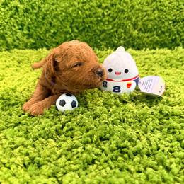 Kyli - Red  female Goldendoodle puppy in Winter Springs, Florida from Lucky Heart TeddyBear Goldendoodles