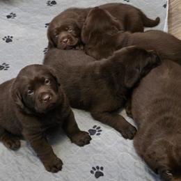 Pup 4 - Chocolate male Labrador Retriever puppy in Dartmouth, Massachusetts from Dolce Amore Labradors
