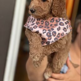 French Bulldog and Poodle Puppies from RAYO KENNELZ
