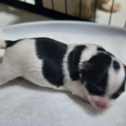 River - Parti male Yorkshire Terrier puppy in Hartford City, Indiana from Dare to Dream Yorkies