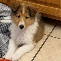 Vixen - Sable and white female Collie puppy in Carencro, Louisiana from Cajun Bayou's Collies LLC