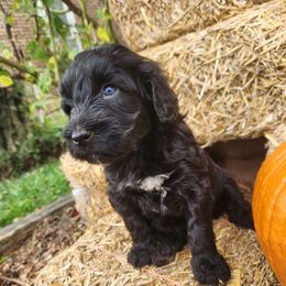 Barnacle (Barney) - Black male Portuguese Water Dog puppy in Williamsport, Pennsylvania from Petersheim Porties