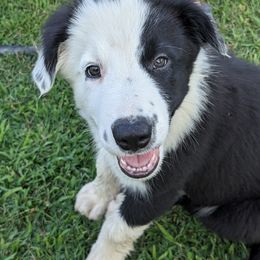Border Collie Puppies from Water Dog Border Collies